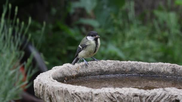 Young Great Tit Parus Major Drinking Garden Bird Bath Spring — стоковое видео