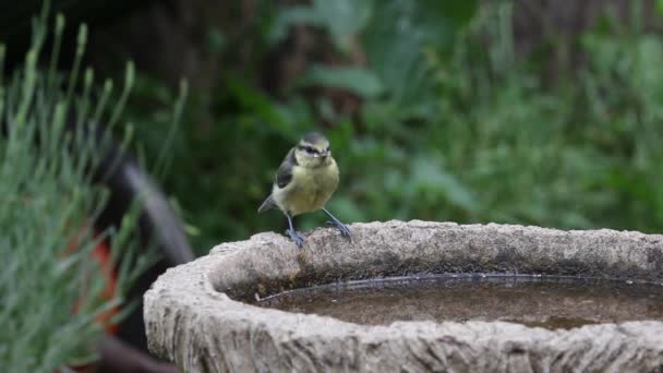 Juvenile Blue Tit Cyanistes Caeruleus Drinking Bird Bath Spring British — ストック動画