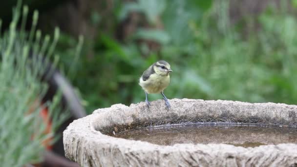 Fledgling Blue Tit Cyanistes Caeruleus Drinking Garden Bird Bath Spring — 图库视频影像