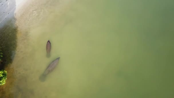 Anne Bebek Denizayısı Kıyıya Yakın Yüzüyor Yanlarında Küçük Balık Sürüleri — Stok video