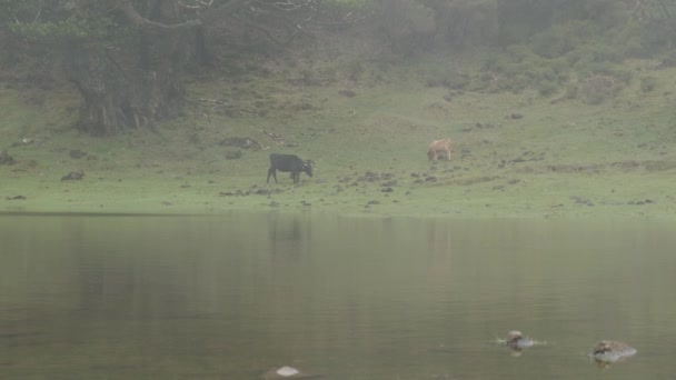 Vacas Tiro Ancho Pastoreando Con Niebla Viajan Largo Del Bosque — Vídeos de Stock