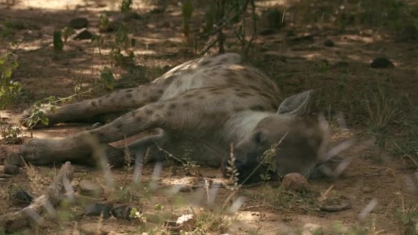 Güney Afrika Daki Ulusal Park Sırtlan Uyurken Görüldü Yavaş Hareketi — Stok video