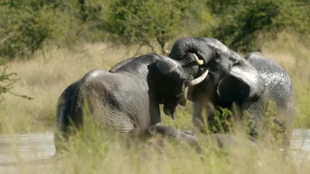 Afrikaanse Mannelijke Olifanten Vechten Het Water Full Frame Slow Motion — Stockvideo