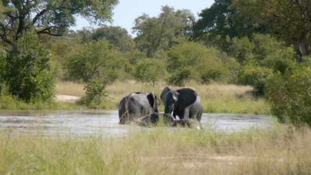 Elefante Familia Divirtiéndose Con Agua Del Estanque Full Frame Slow — Vídeos de Stock