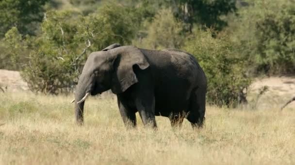Slon Pastvině Zpomalený Pohyb Plného Rámu Divoké Zvíře Přírodním Prostředí — Stock video
