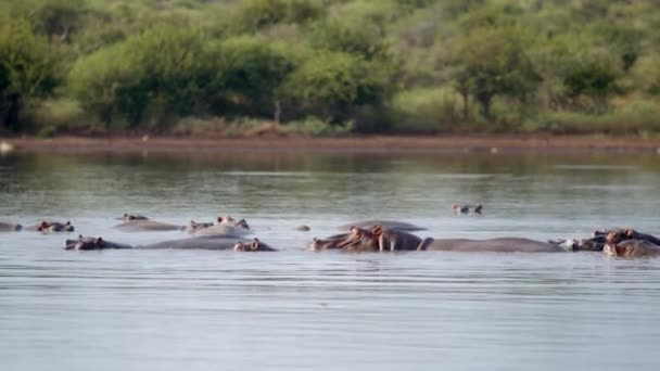 Manada Hipopótamos Superficie Del Agua Del Río Paisajes Auténticos Del — Vídeos de Stock