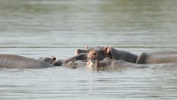 Hippopotamus Family Chilling River Water Hot African Day Hippo Animals — Stockvideo