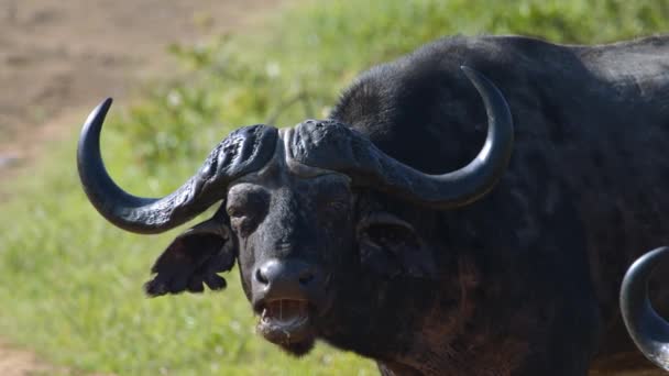 African Cape Buffalo Close Full Frame Slow Motion Wild Animal — ストック動画