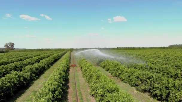Bevattning Orange Plantage Solig Dag Brasilien — Stockvideo