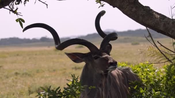 Greater Kudu Bull Tree Shade Woodland Antelope Animal Natural Habitat — ストック動画