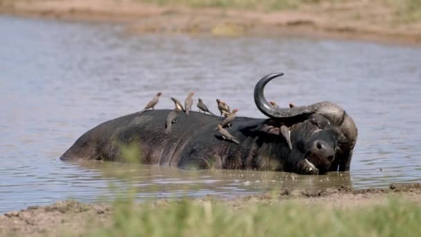 African Cape Buffalo Enjoy Mud Birds His Back Full Frame — Vídeo de stock