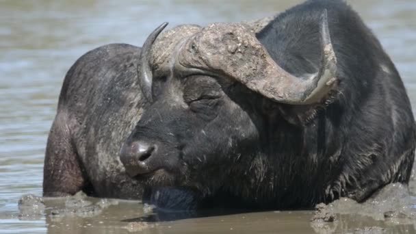 Cape Buffalo Close Slow Motion Wild African Animal River Mud — Stockvideo