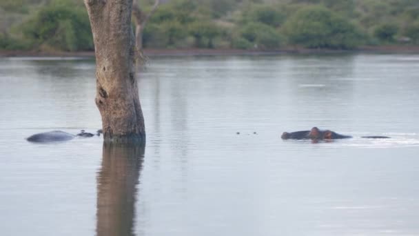 Animals Natural Habitat Hippo Swimming Relaxing River Water South Africa — 图库视频影像