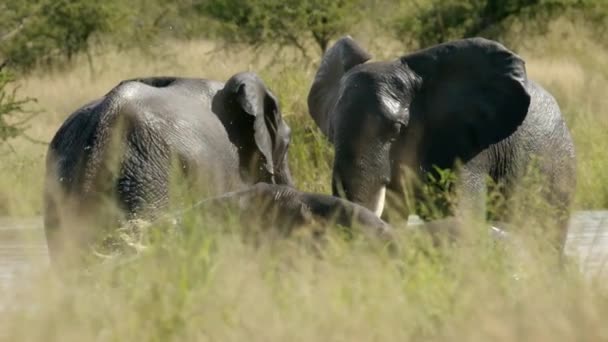 African Elephants Pond Water Having Fun Close Full Frame Slow — Αρχείο Βίντεο