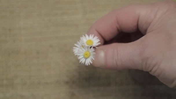 Жінка Тримає Купу Ромашкових Квітів Середнього Пострілу — стокове відео