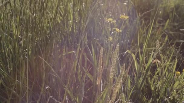 Yaz Mevsiminde Kır Çayırlarında Düğün Çiçekleri Eğimli Çekimler — Stok video