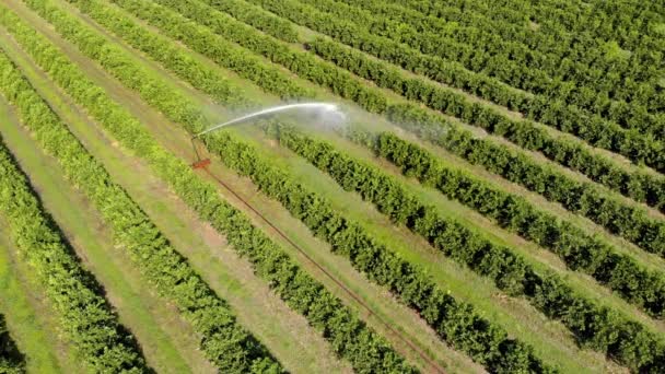 ブラジルでの晴れた日のオレンジ農園での灌漑 — ストック動画
