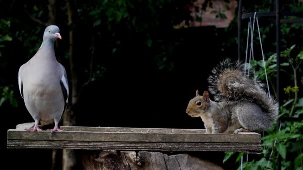 Woodpigeon Columba Palumbus Watches Nervously One End Bird Table While — Video Stock