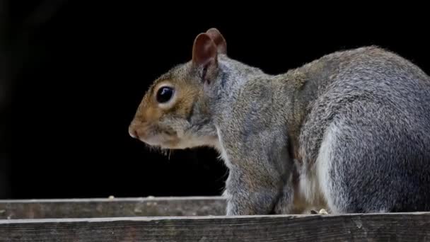 Γκρι Σκίουρος Sciurus Carolinensis Τρέφεται Πίσω Τραπέζι Πουλιών Κήπου Άνοιξη — Αρχείο Βίντεο