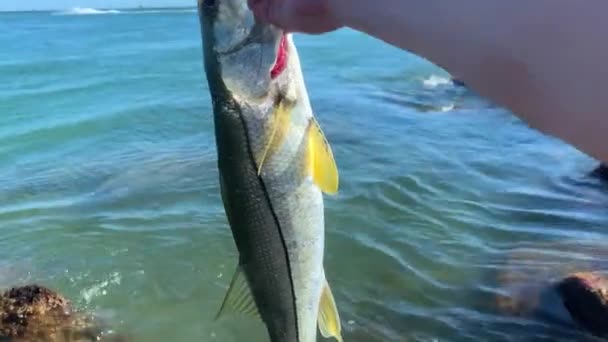 Large Common Snook Fish Catch Release Clear Ocean Water Rocks — 图库视频影像