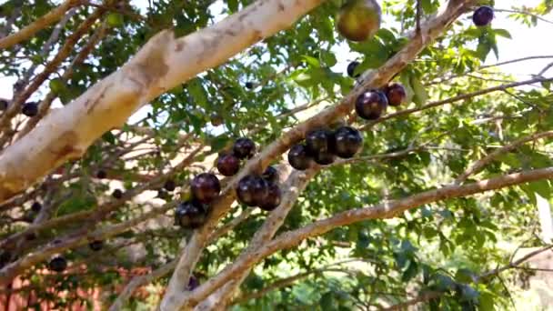 Dojrzałe Zielone Owoce Jabuticaba Drzewie — Wideo stockowe