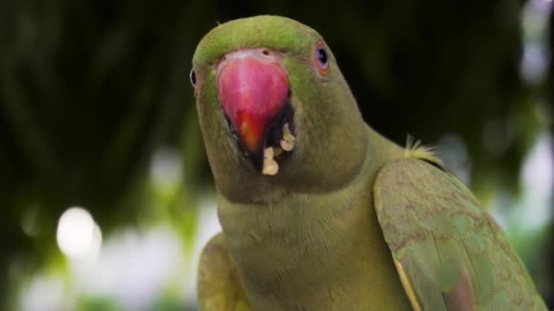 Indian Rose Ringed Parakeet Also Known Indian Parrot Parrot Eating — Wideo stockowe