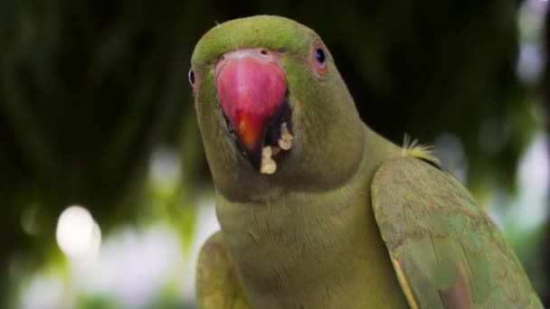 Indiase Roos Geringde Parkiet Ook Bekend Als Indiase Papegaai Papegaai — Stockvideo