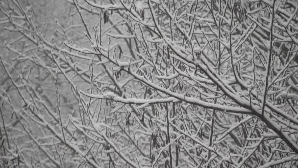 Snowing Tree Branches Cold Weather — Video