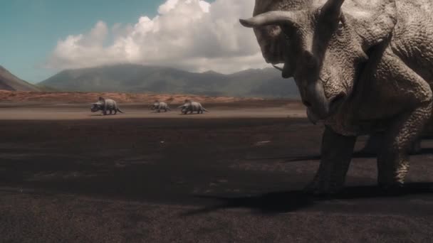 Triceratops Migrate Volcanic Plains — Stock Video