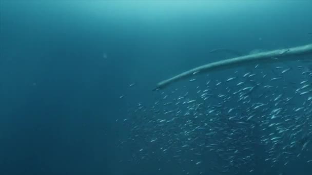 Pliosaurio Prehistórico Acecha Una Vaina Plesiosaurios Alimentándose Océano Antiguo — Vídeos de Stock