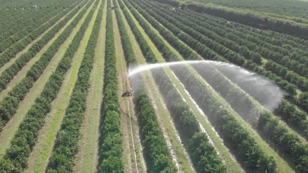 Aerial View Irrigation Orange Plantation Sunny Day Brazil — ストック動画