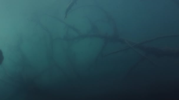 Ancient Tetrapod Swims Devonian Sea — ストック動画