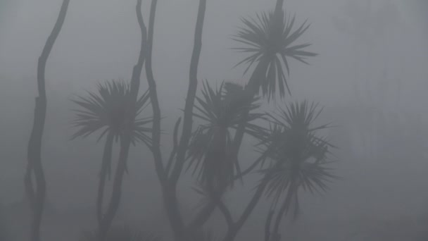 Iguanodon Walks Misty Forest — стоковое видео