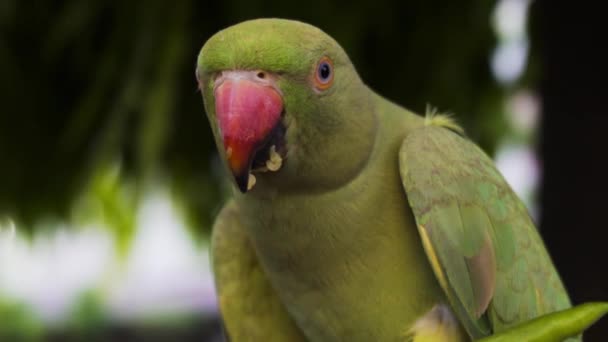 Indian Rose Ringed Parakeet Also Known Indian Parrot Parrot Eating — Stok video
