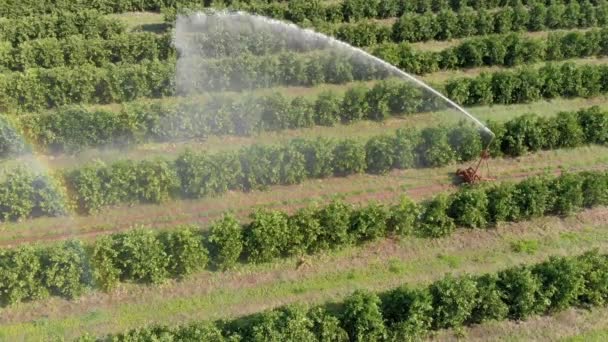 Nawadnianie Plantacji Pomarańczy Słoneczny Dzień Brazylii — Wideo stockowe