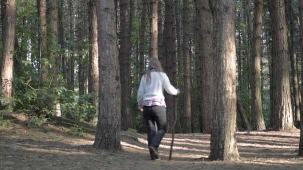 Woman Walking Pine Forest Walking Stick Wide Shot — Stockvideo