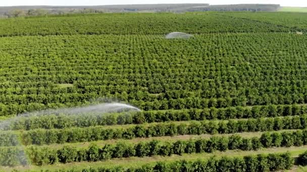 Irrigação Plantação Laranja Dia Ensolarado Brasil — Vídeo de Stock