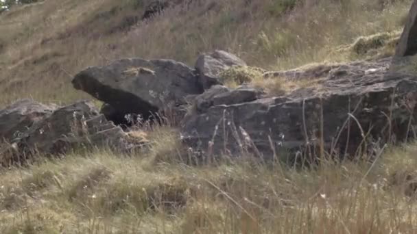 Yorkshire Moor Land Rocks Medium Shot — Wideo stockowe