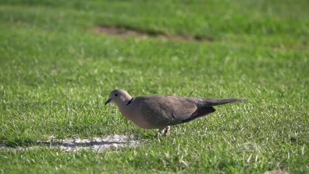 Wood Pigeon Collared Turtle Slow Motion Grass — Stockvideo