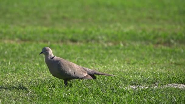 Wood Pigeon Collared Turtle Slow Motion Walking Grass — Vídeos de Stock