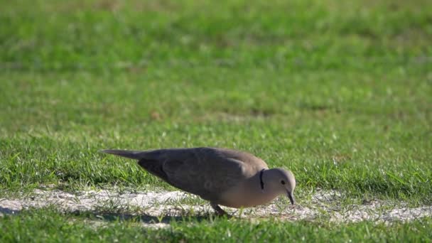 Seeds Eaten Wood Pigeon Collared Turtle Slow Motion Grass — Stockvideo