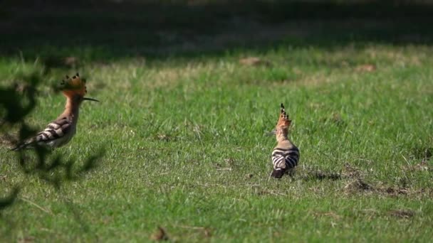 Couple Eurasian Hoopoe Interacting Grass Slow Motion Clip — Stok Video