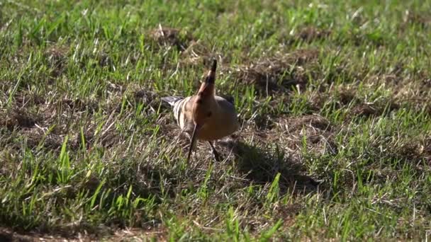 Eurasian Hoopoe Using Its Long Beak Hunt Blades Grass Slow — Stock video