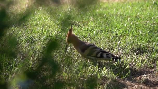 Avrasya Hoopoe Çimenlerde Avlanıyor Yavaş Çekim Klibi — Stok video