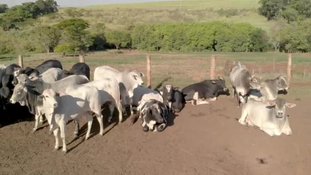Тваринництво Язненні Воли Корови Вид Повітря Похмурий День — стокове відео