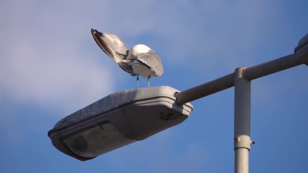 Seagull Wipes Its Wings City Lamppost — Stock Video