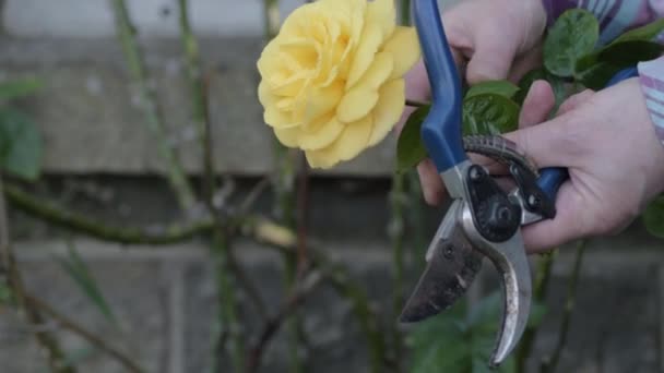 Hands Gardener Trimming Yellow Rose Bush Secateurs — Vídeo de stock