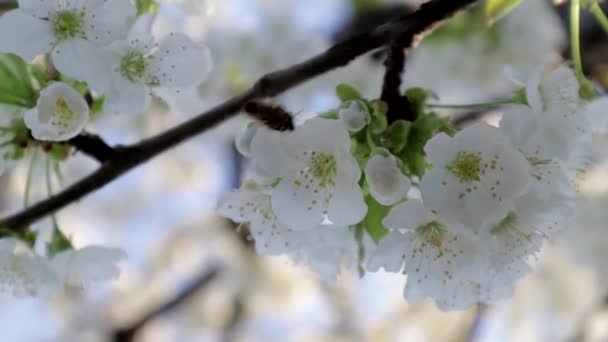 Bee Cherry Flower Sunny Bright Day — Vídeos de Stock