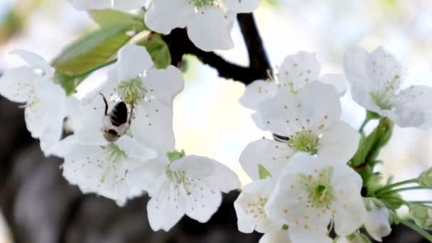 Bee Cherry Flower Sunny Bright Day — Vídeo de stock