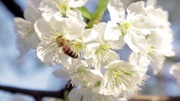 Bee Cherry Flower Sunny Bright Day — Vídeo de stock